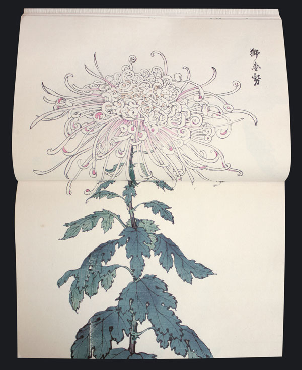 Chrysanthemum Farbholzschnittbuch color woodblock B