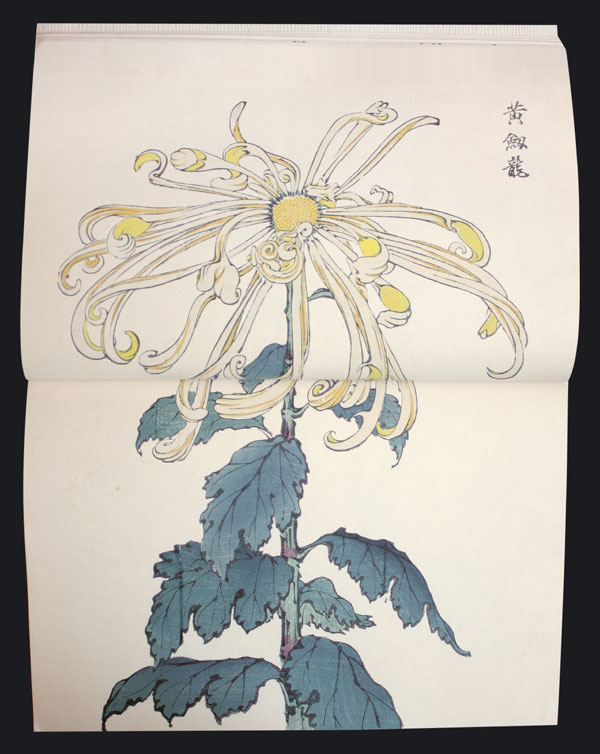 Chrysanthemum Farbholzschnittbuch color woodblock C