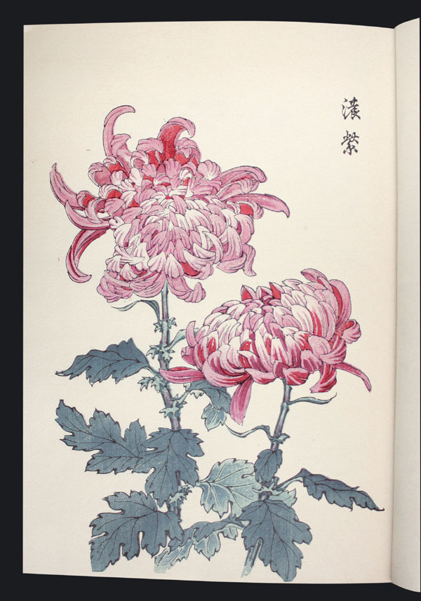 Chrysanthemum Farbholzschnittbuch color woodblock D