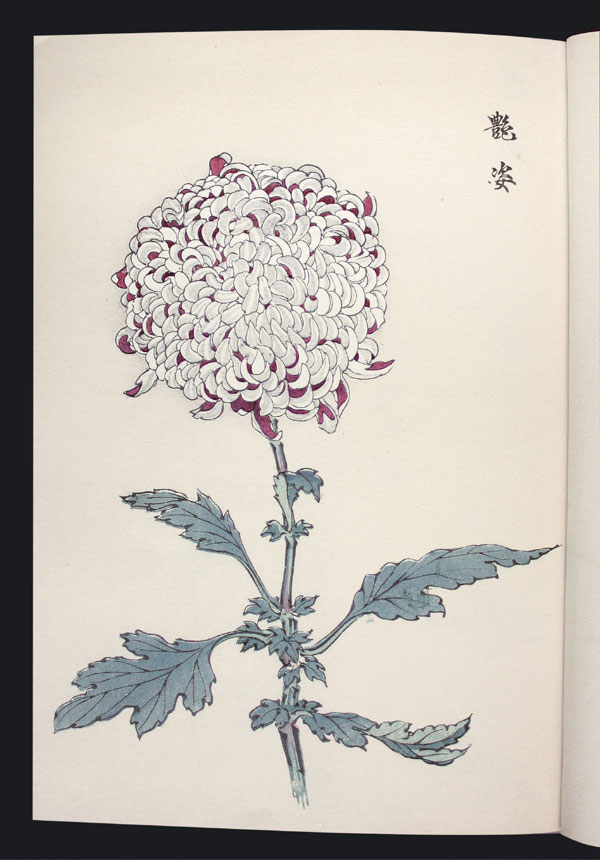 Chrysanthemum Farbholzschnittbuch color woodblock E