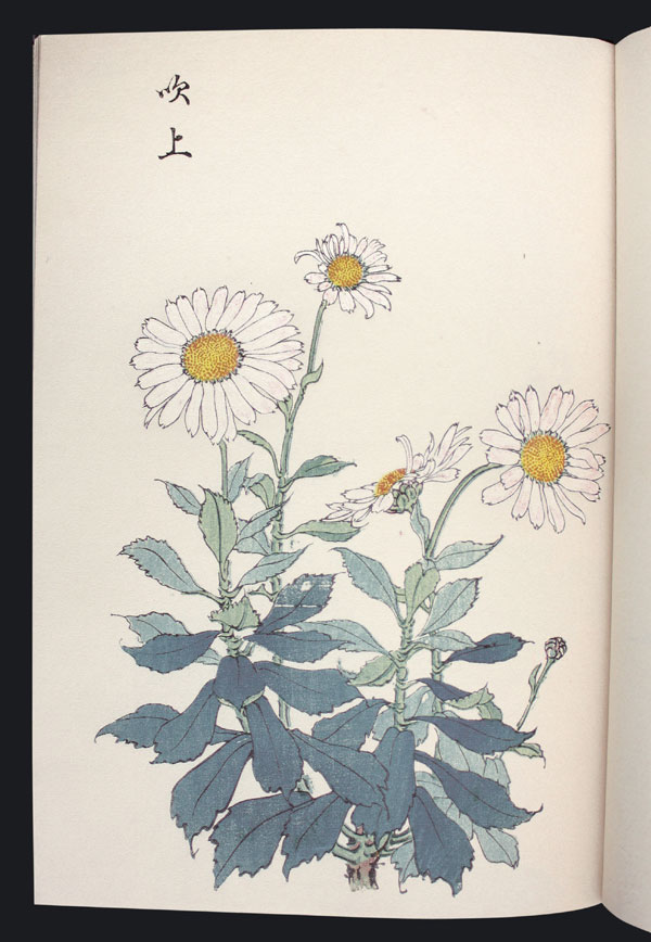 Chrysanthemum Farbholzschnittbuch color woodblock F