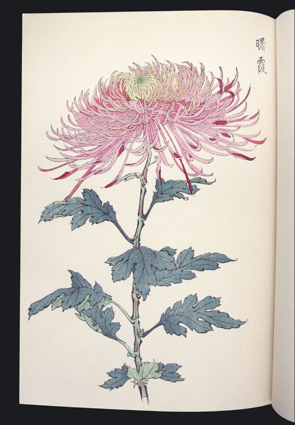 Chrysanthemum Farbholzschnittbuch color woodblock G