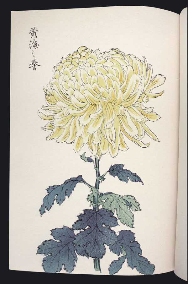 Chrysanthemum Farbholzschnittbuch color woodblock H